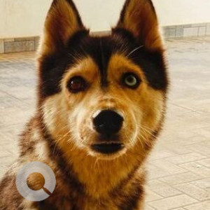 Found: White and Grey Female Husky Dog from Nisarga Layout, Harappanahalli