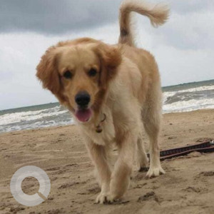 Missing: Golden Male Golden Retriever Dog from Coffee shop 18th main road 4th t block jayanagar