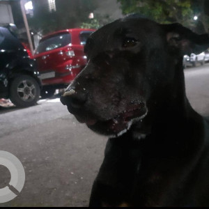 Missing: Black Female Indie Dog from J.B.Nagar, Shilpu Building, Andheri East