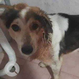 Found: Black and White Female Indie Dog from 8th Avenue, Ashok Nagar, Chennai