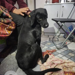 Found: Black Female Labrador Dog from Prakashnagar, bangalore