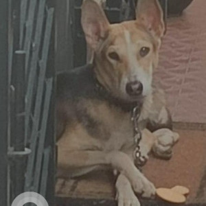 Found: Black and Brown Male Indie Dog from 31st A Main, near 20th Cross, Sector 2, HSR Layout