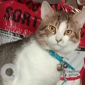 Missing: White and Grey Male Indie Cat from Natraj market, Malad East