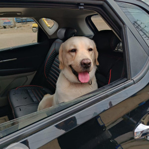 Found: Light Brown Male Labrador Dog from service road near ORR Exit 14 - Tukkuguda