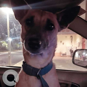 Found: Brown Male Indie Dog from Lemon Tree in Hennur
