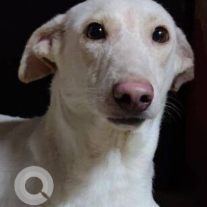 Missing: White Male Indie Dog from Shree Ganesh welfare society, Goregaon East