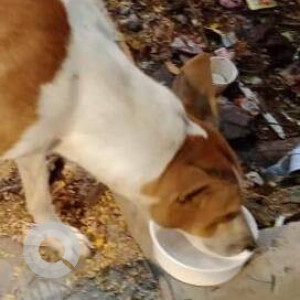 Found: White-Brown Mix Male Indie Dog from Nursing lane, Malad west