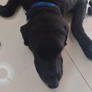 Found: Black Male Labrador Dog from Godrej Emerald near lodha splendora
