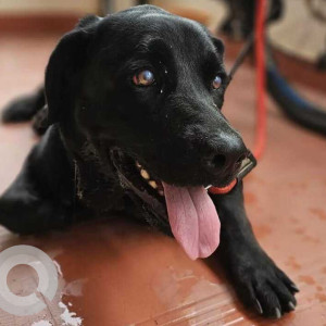 Found: Black Female Labrador Dog from KLE Law college, Ullal