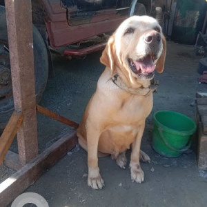 Missing: White Female Labrador Dog from Thanisandra, near Elements Mall