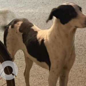 Missing: Black and White Male Indie Dog from Street A11 Vasant Vihar