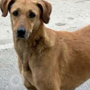 Missing: Brown Female Indie Dog from C-2/40 Janakpuri