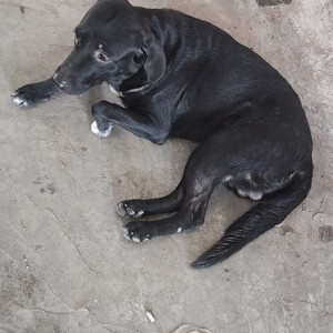 Found: Black Male Labrador Dog from Himayat nagar signal(near ICICI ATM)