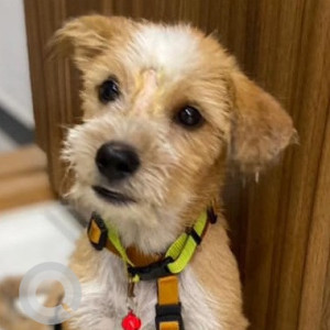 Found: White-Brown Mix Male Terrier mix Dog from Budigere area