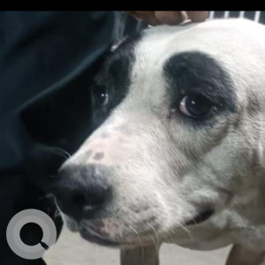 Missing: Black and White Female Indie Dog from MCD Headquarters near Raja Garden