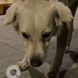 Found: Brown Male Indie Dog from Vasant Oasis Marol, Andheri east