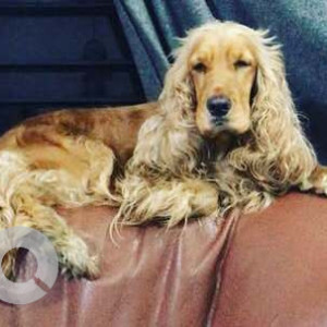 Missing: Brown Female Cocker Spaniel Dog from Aecs layout A-block