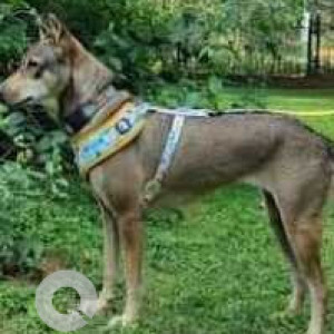 Missing: Brown Male Indie Dog from Davis Road Signal