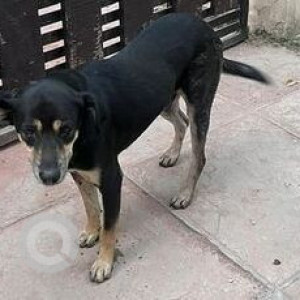 Missing: Black and Brown Male Indie Dog from Sector 15 A, Noida