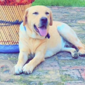 Missing: White-Brown Mix Male Labrador Dog from Najafgarh, Delhi