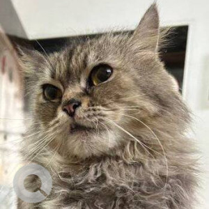 Missing: White and Grey Female Persian Cat from Dombivali west