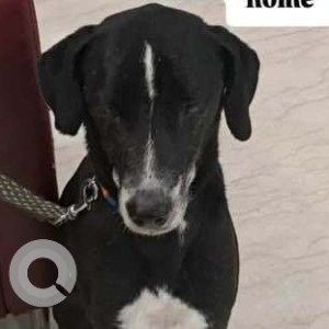 Missing: Black and White Male Indie Dog from Nizamuddin East