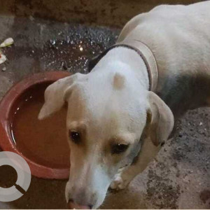 Pink Female Indie Dog is Missing from Tilak Nagar, chembur