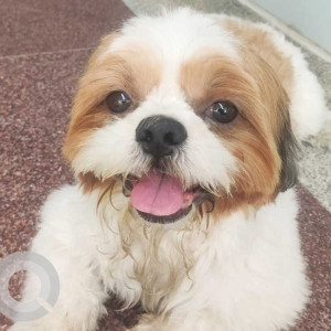 Missing: White-Brown Mix Male Shih Tzu Dog from HSR, Bangalore