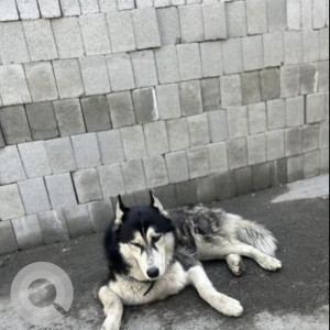 Found: Black and White Male Husky Dog from Kadirenanhalli, Banashankari