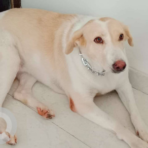 Found: White Female Indie Dog from Dombivali, Mumbai