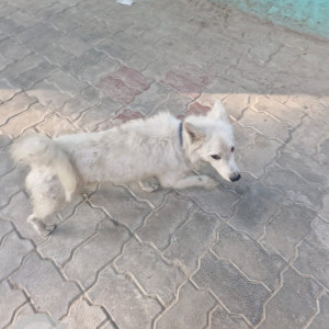 Found: White Male Indie Dog from Anand Nagar, Lucknow