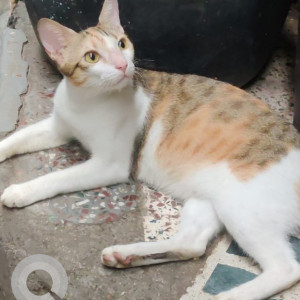 Missing: White-Brown Mix Female Indie Cat from Ambedkar Nagar Police Station