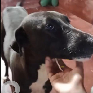 Missing: Black and White Male Mongrel Dog from Kelambakkam