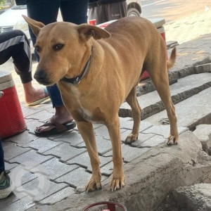 Found: Brown Male Indie Dog from Sector 17 Dwarka