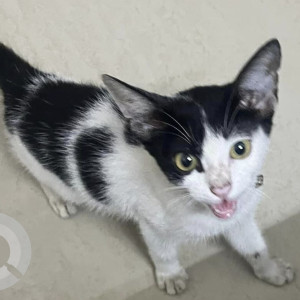 Black and White Not Available Indie Cat is Found from Pallikaranai  Appasamy mapleton apartments
