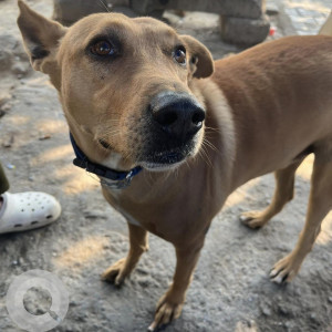 Found: Brown Male Indie Dog from Dwarka Sector 17, New Delhi