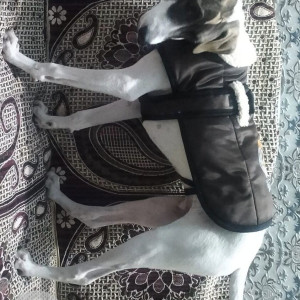 Missing: Black and White Male Indie Dog from Tronica city