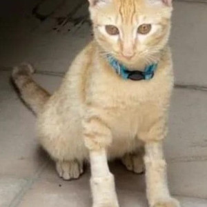 Missing: Golden Male Ginger Cat from Concorde Cupertino Electronic City