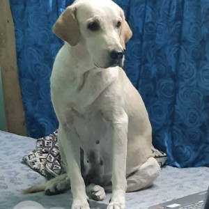 Missing: White Female Labrador Dog from Mallikarjuna Nagar, Malkajgiri area