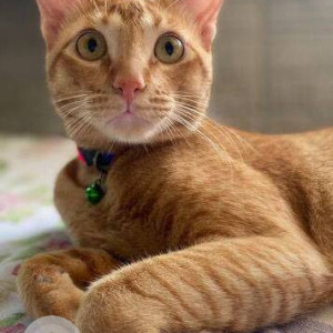 Missing: Orange Male Indie Cat from Jimmy Tower,Sector 4, Vashi