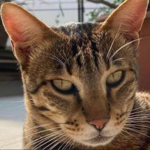 Missing: Golden Male Indie Cat from Iyenger Bakery, Muniveramma Layout, Chikka Banaswadi
