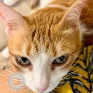 Missing: Orange Female Indie Cat from Silver Skyline, Manish Nagar, 4 Bungalows