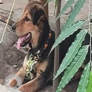 Missing: Black and Brown Male Indie Dog from YPS Chownk