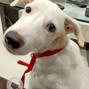Missing: White Female Indie Dog from Senapati Bapat Marg, Mahim
