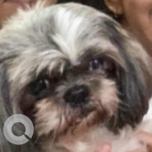 Missing: White-Brown Mix Female Shih Tzu Dog from Koramanagala