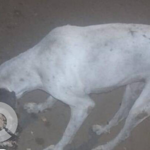 Missing: Black and White Female Indie Dog from Jankalyan Nagar, Malad West