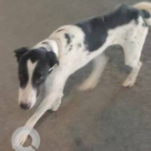 Black and White Male Indie Dog is Found from Judes School, Jankalyan Nagar, Malad West