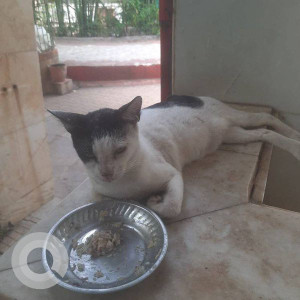 Missing: White and Grey Male Indie Cat from Jankalyan Nagar., Malad West