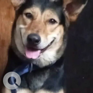 Missing: Black and White Female Indie Dog from Dwarka sector 11