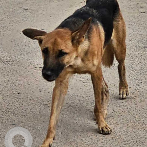 Found: Black and Brown Male German Shepherd Dog from Rail Nagar road, Nerkundram, Koyambedu